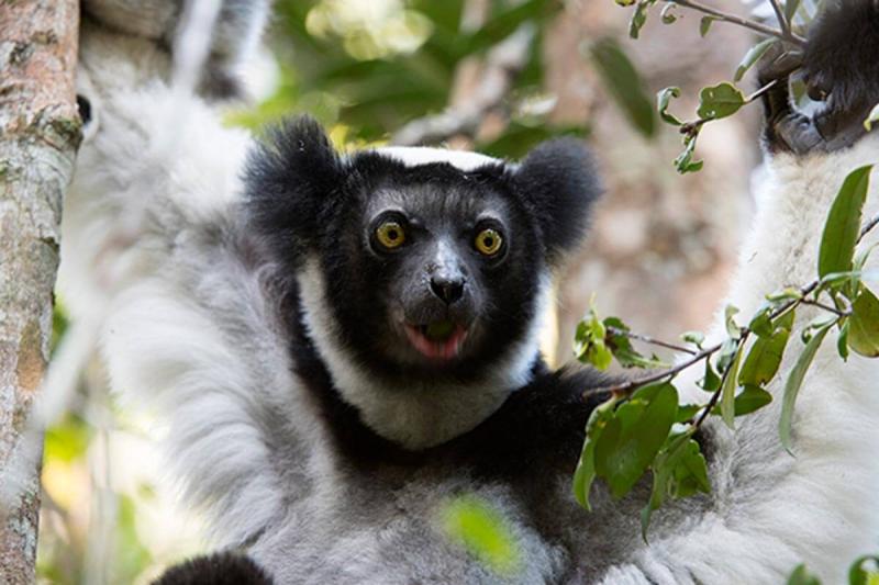 madagascar animals